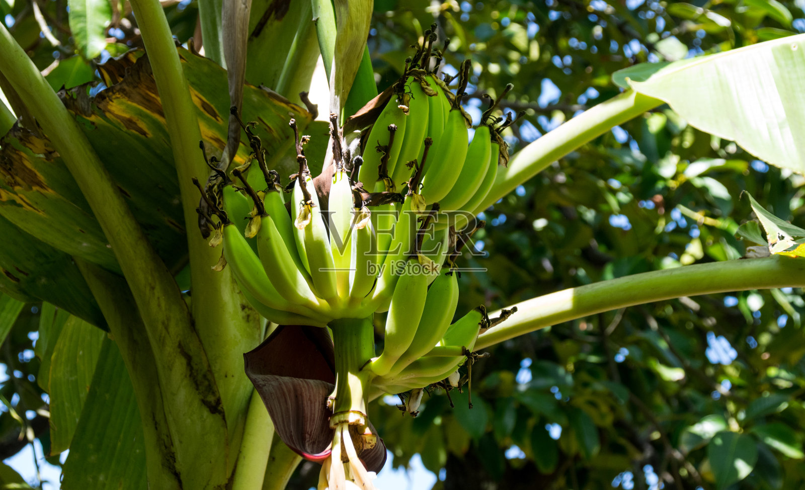 越南树上的未成熟香蕉照片摄影图片