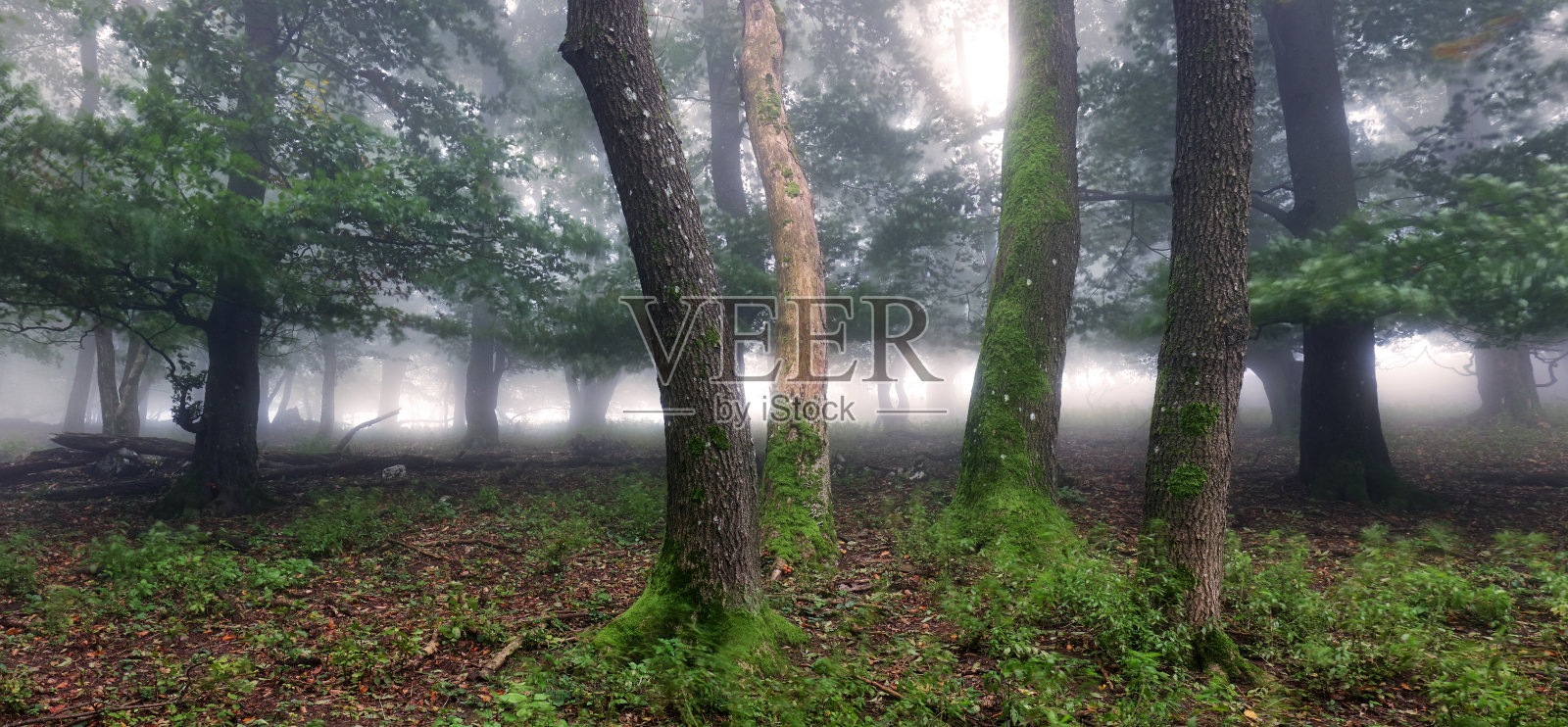 大雾森林全景。童话里阴森森的树林在雾蒙蒙的日出中。恐怖森林里寒冷多雾的早晨照片摄影图片