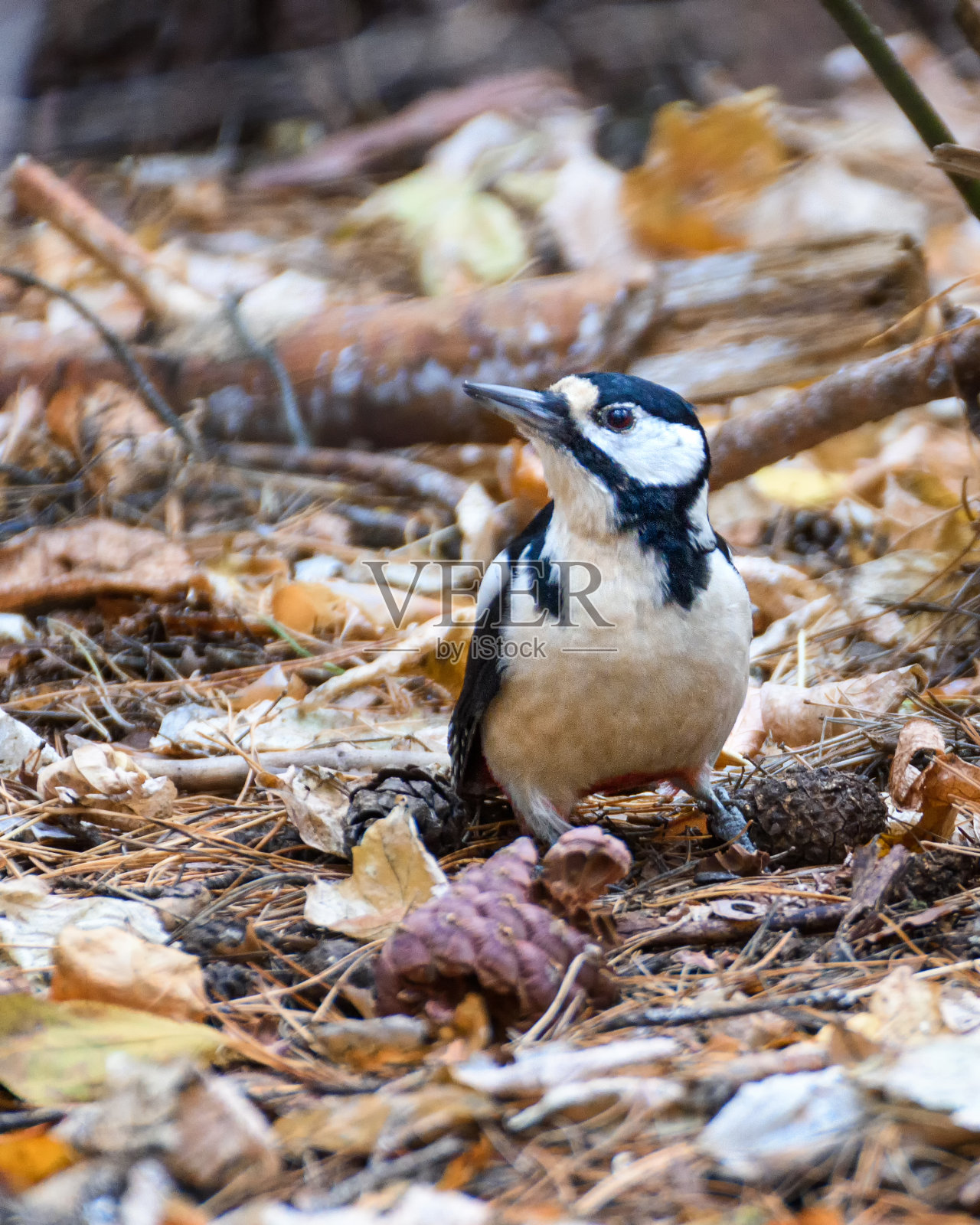 啄木鸟坐在落叶上照片摄影图片