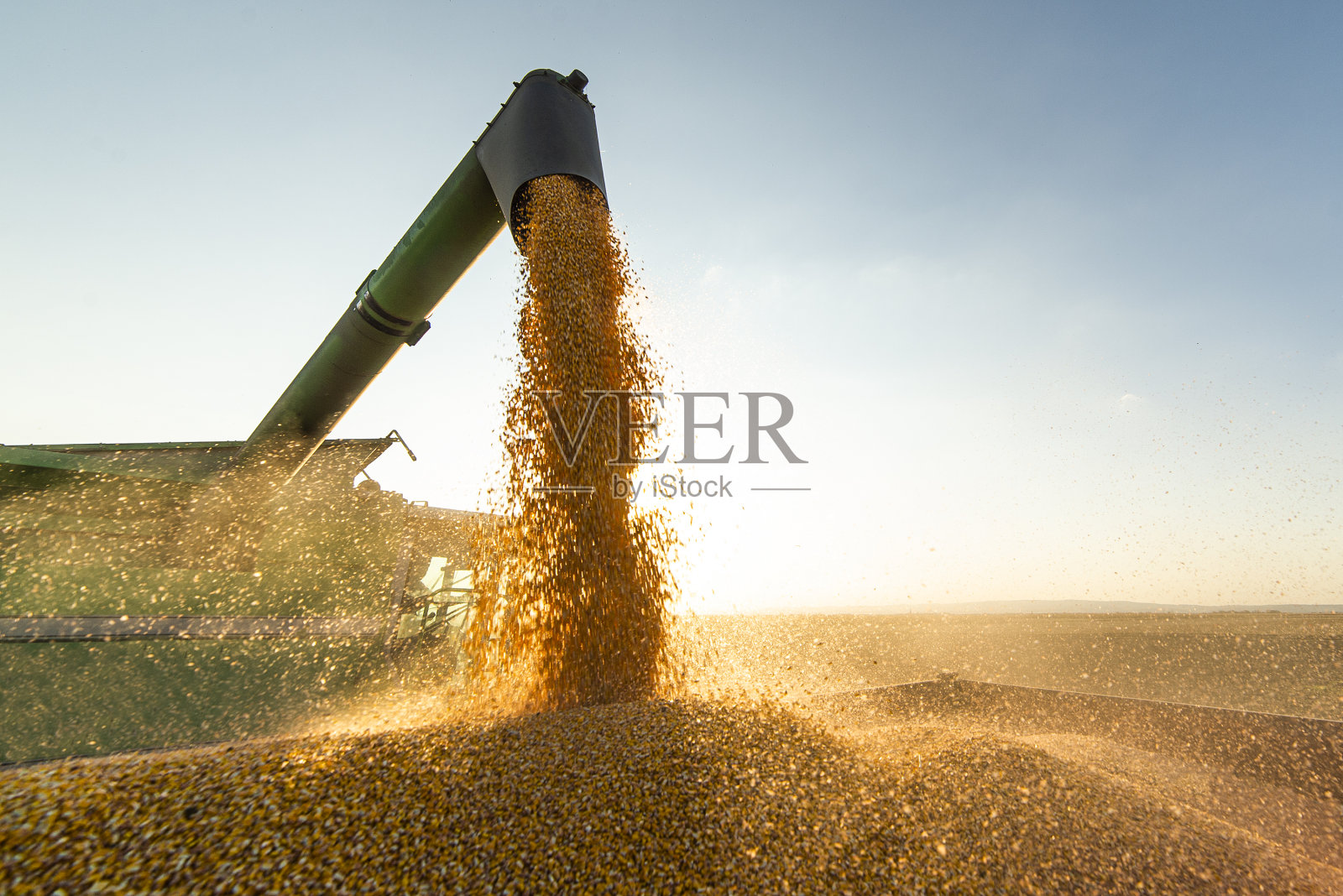 将大豆倒入拖拉机拖车的联合收割机的谷物钻照片摄影图片