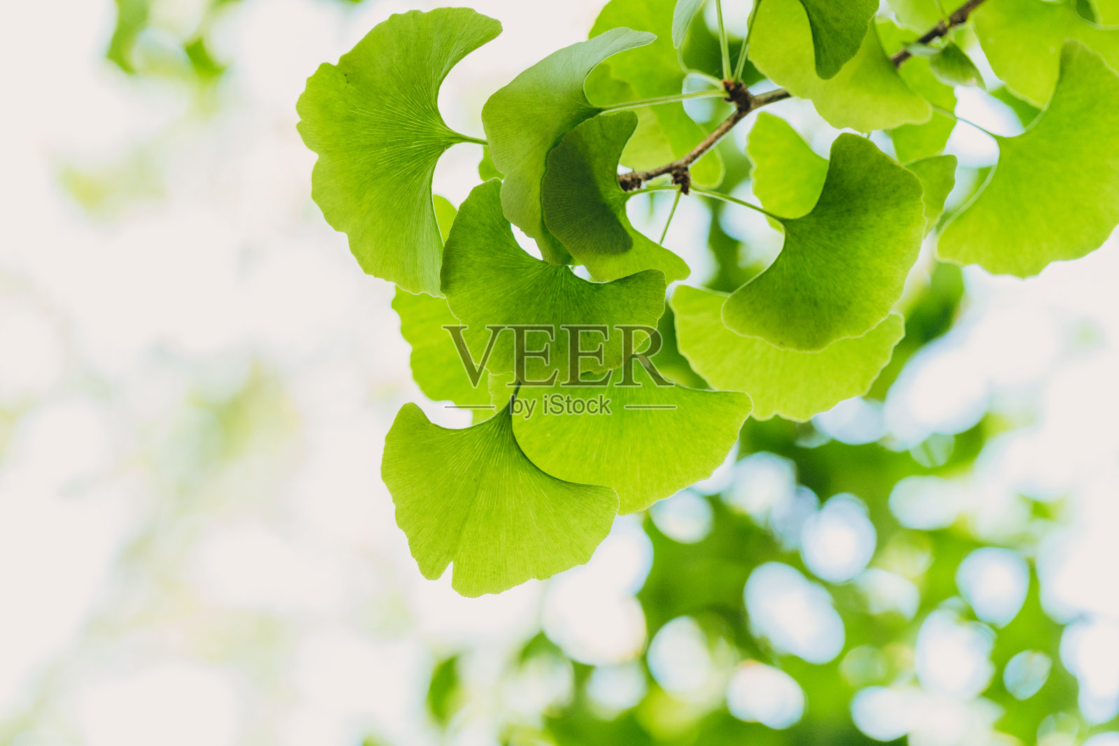 银杏树上长着绿色的叶子。银杏树的叶子带着阳光。愈合。草药照片摄影图片