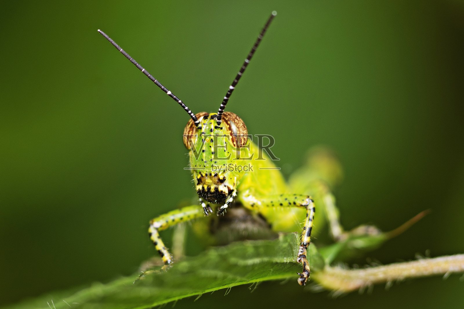 绿叶上的蚱蜢看着相机。照片摄影图片