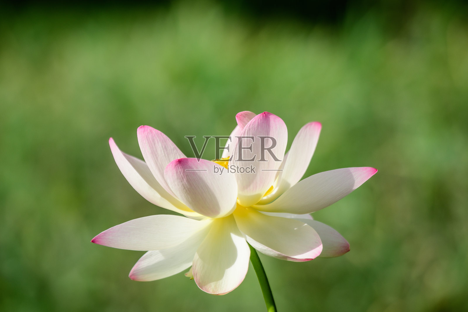 在夏季花园的水面上，娇艳的粉色和白色睡莲花(睡莲科)盛开，绿色的叶子，美丽的户外花背景与柔焦拍摄照片摄影图片