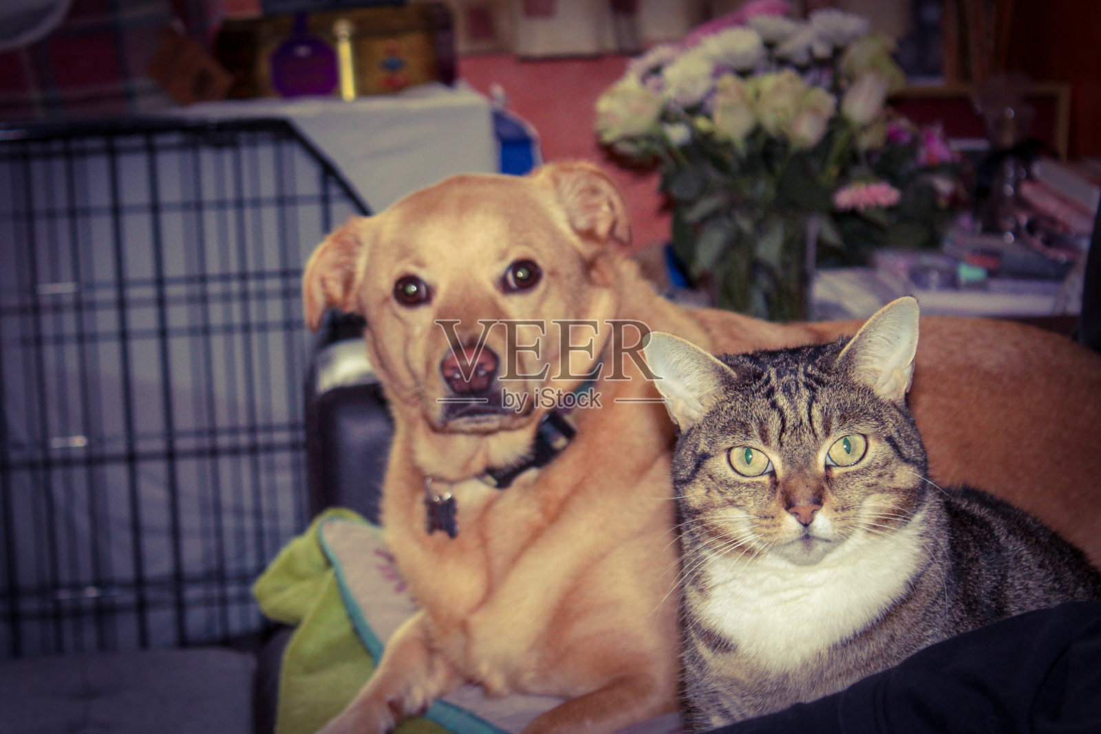小狗和猫照片摄影图片