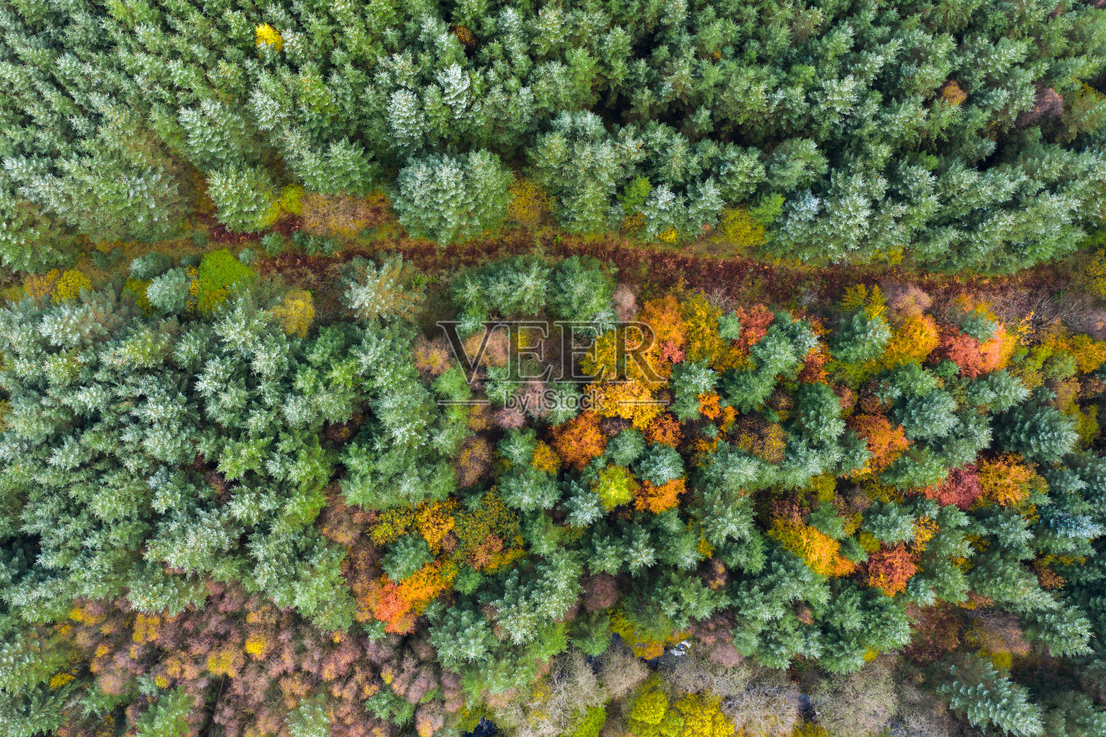 从苏格兰混合林地的一条小路上看，树木变成了秋天的颜色照片摄影图片