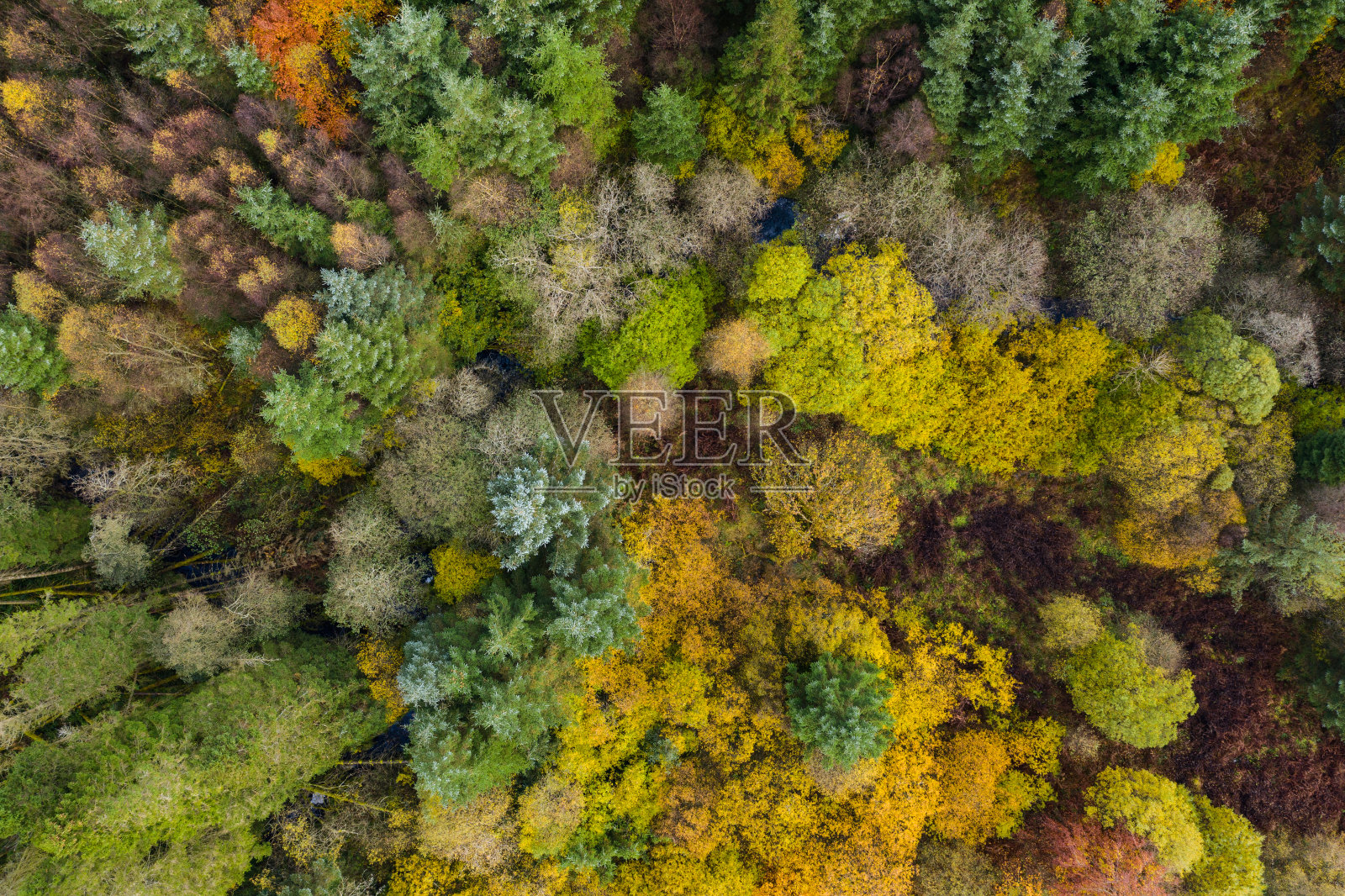 这是一架无人机直接俯瞰混合林地的景象，树木变成了秋天的颜色照片摄影图片