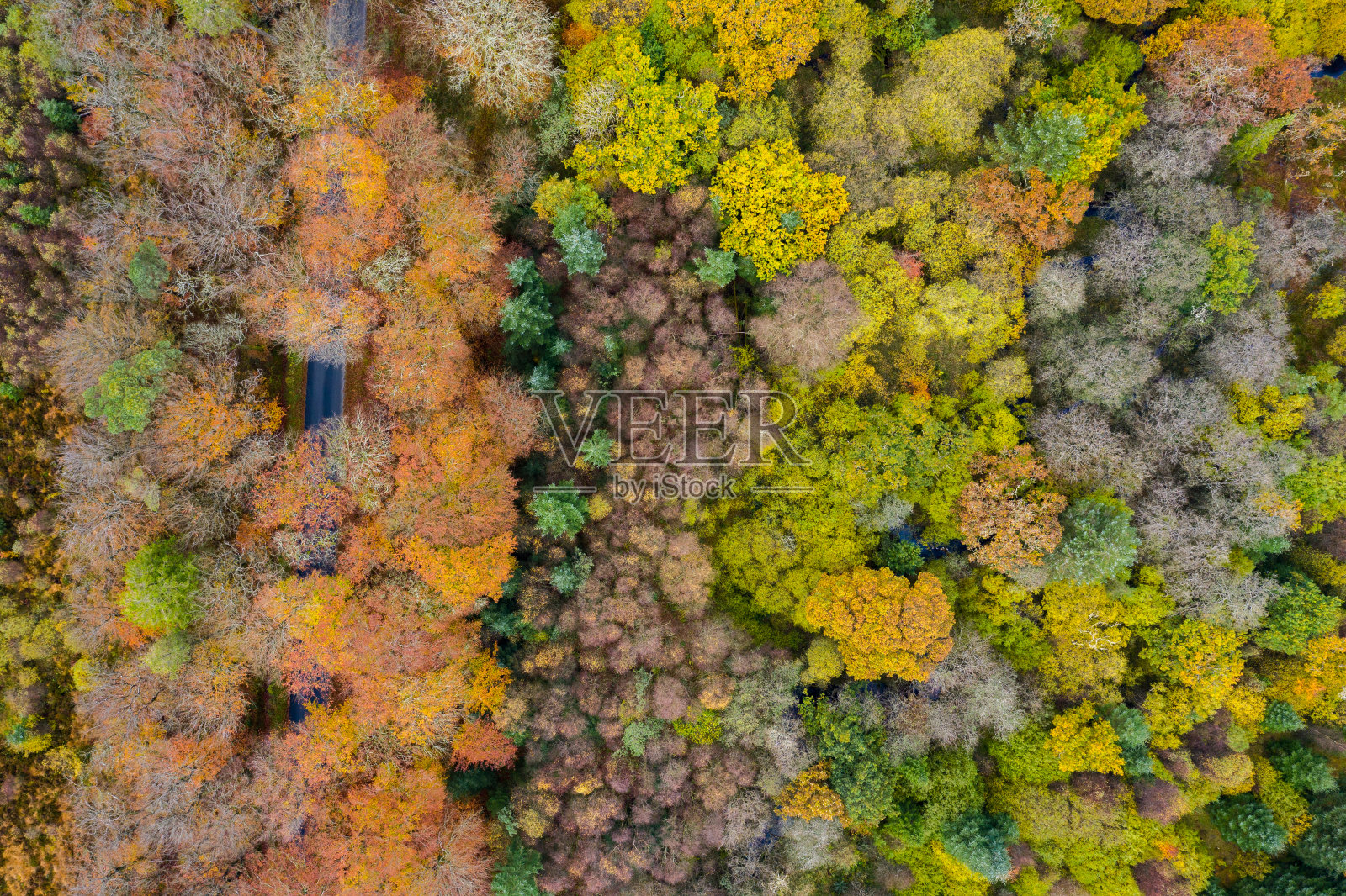 鸟瞰图中色彩明亮的混合林地，树木变成了秋天的颜色照片摄影图片