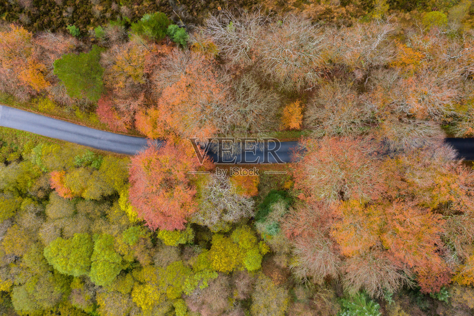 直接往下看一条乡间小路，它从一片林地里出来，树木变成了秋天的颜色照片摄影图片