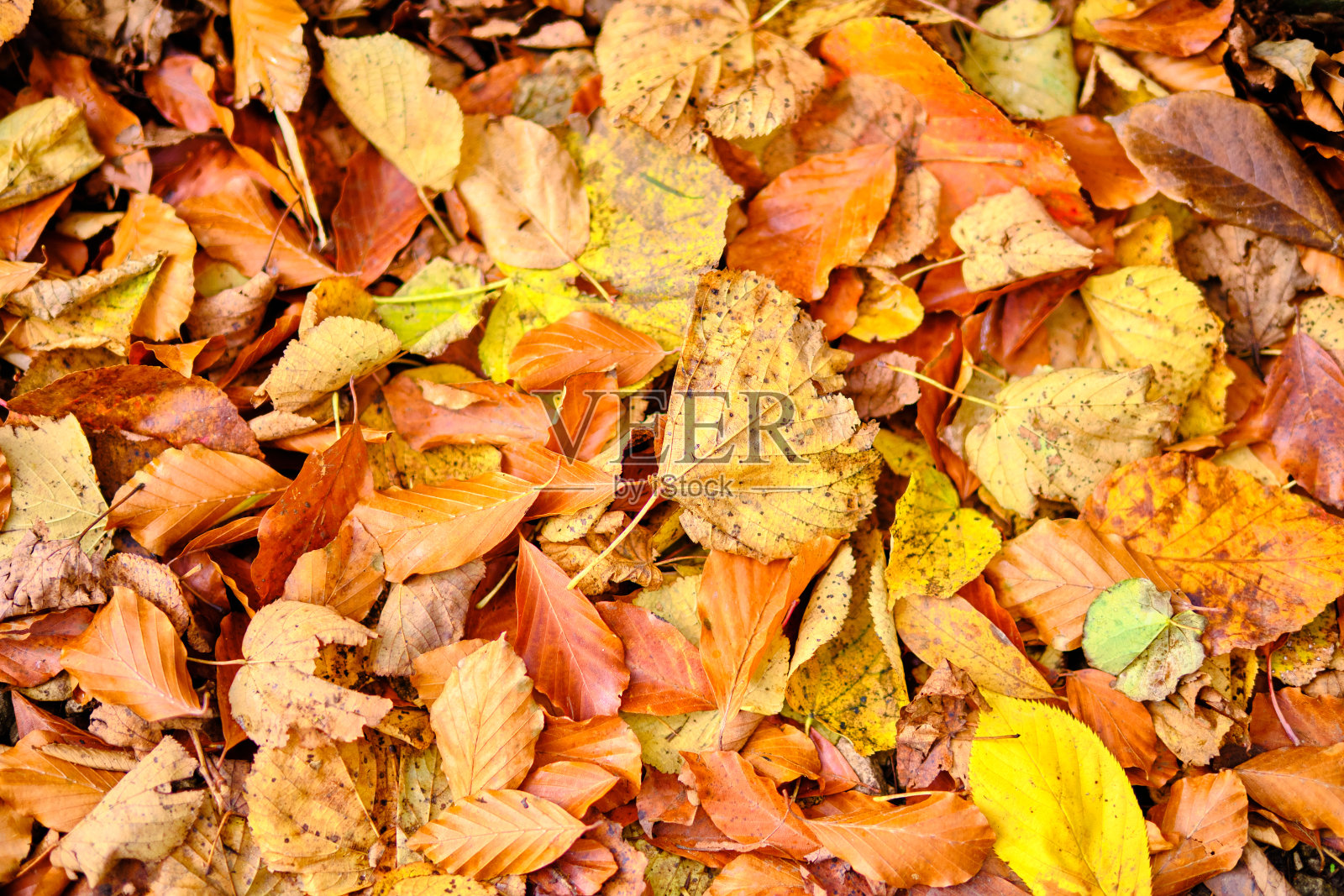 秋叶之静美。照片摄影图片