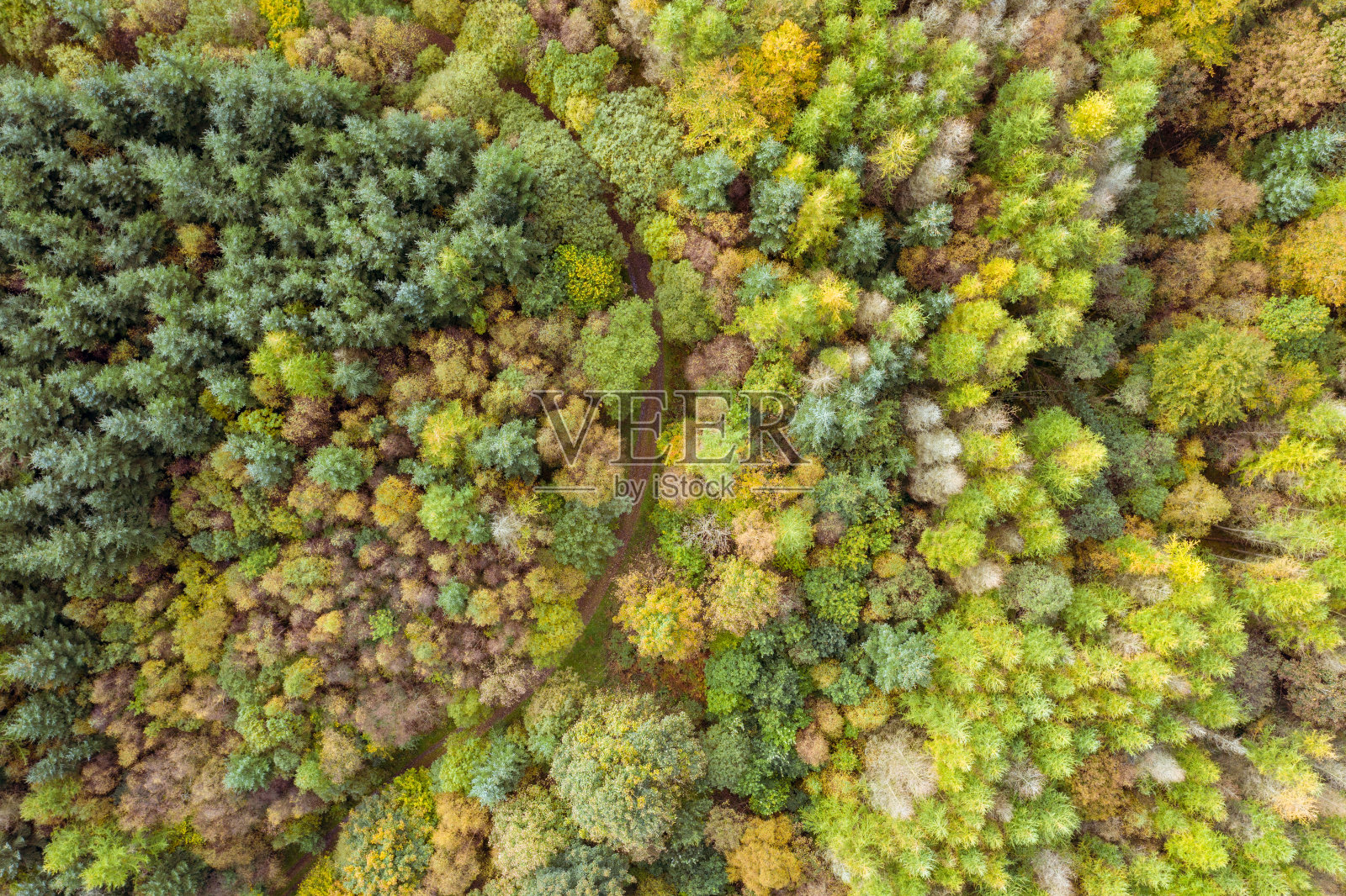 从苏格兰混合林地的一条小路上，树木变成了秋天的颜色照片摄影图片
