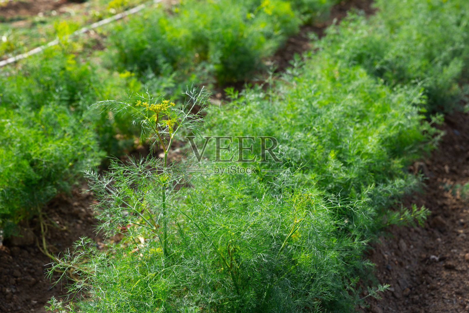 农田上成排的收获的绿莳萝照片摄影图片