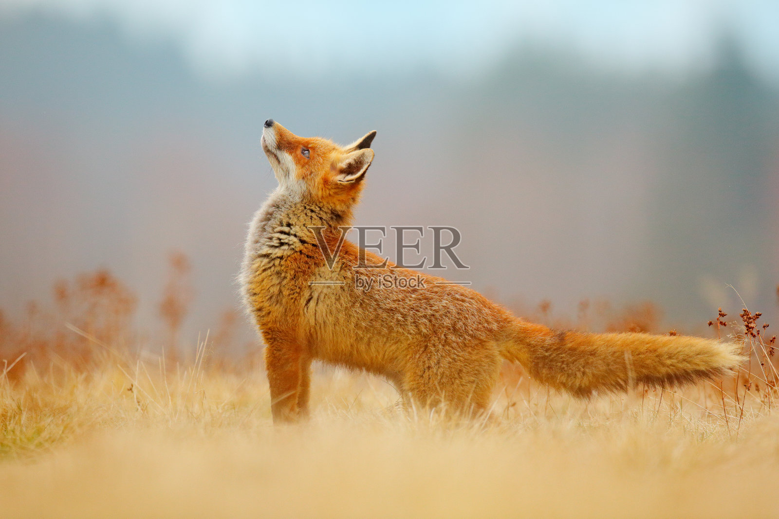 猎红狐，猎豹，欧洲野生动物景象。橘色毛皮动物是大自然的栖息地。狐狸在绿色的森林草地上。照片摄影图片