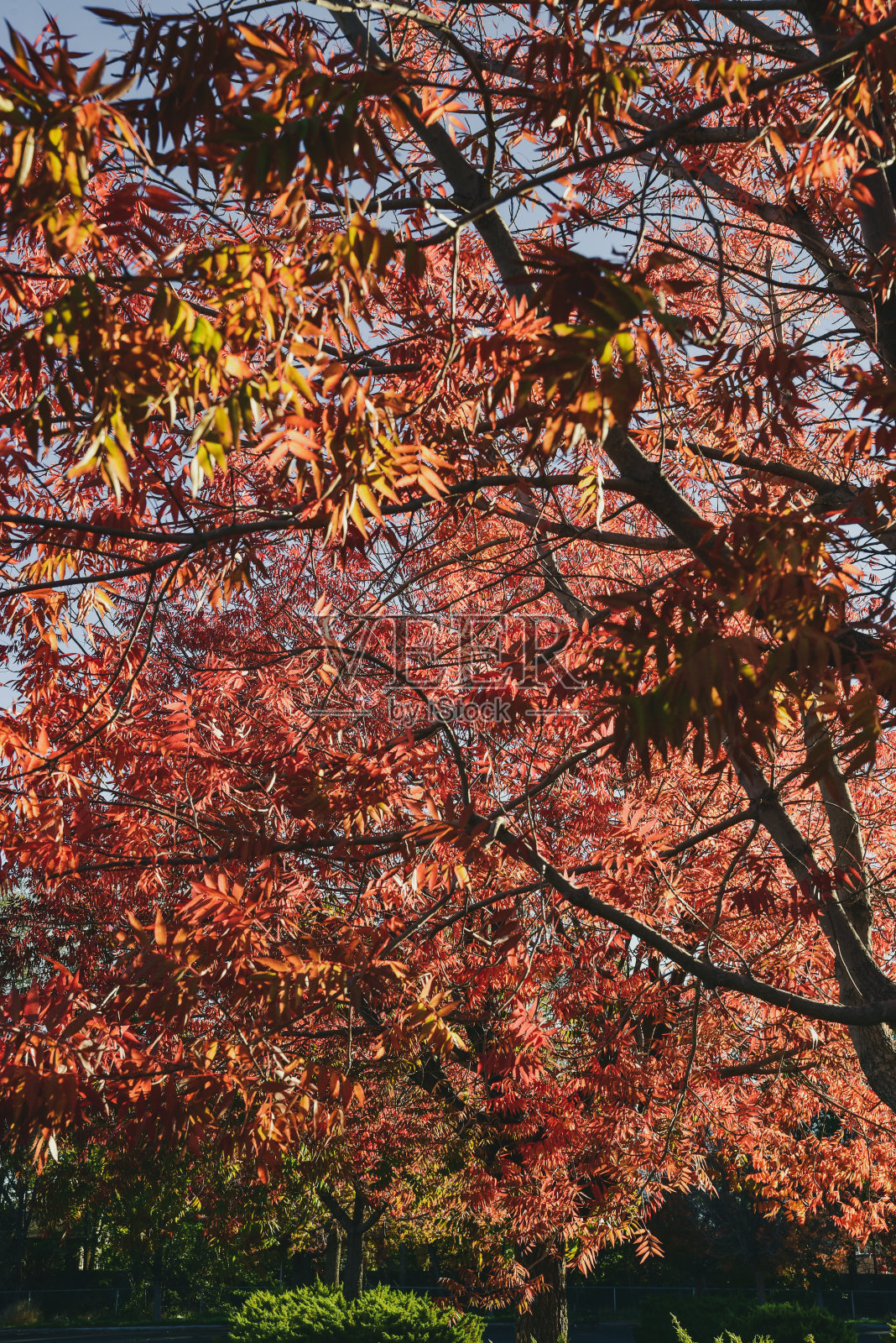 红色和黄色的秋叶颜色在树枝上照片摄影图片