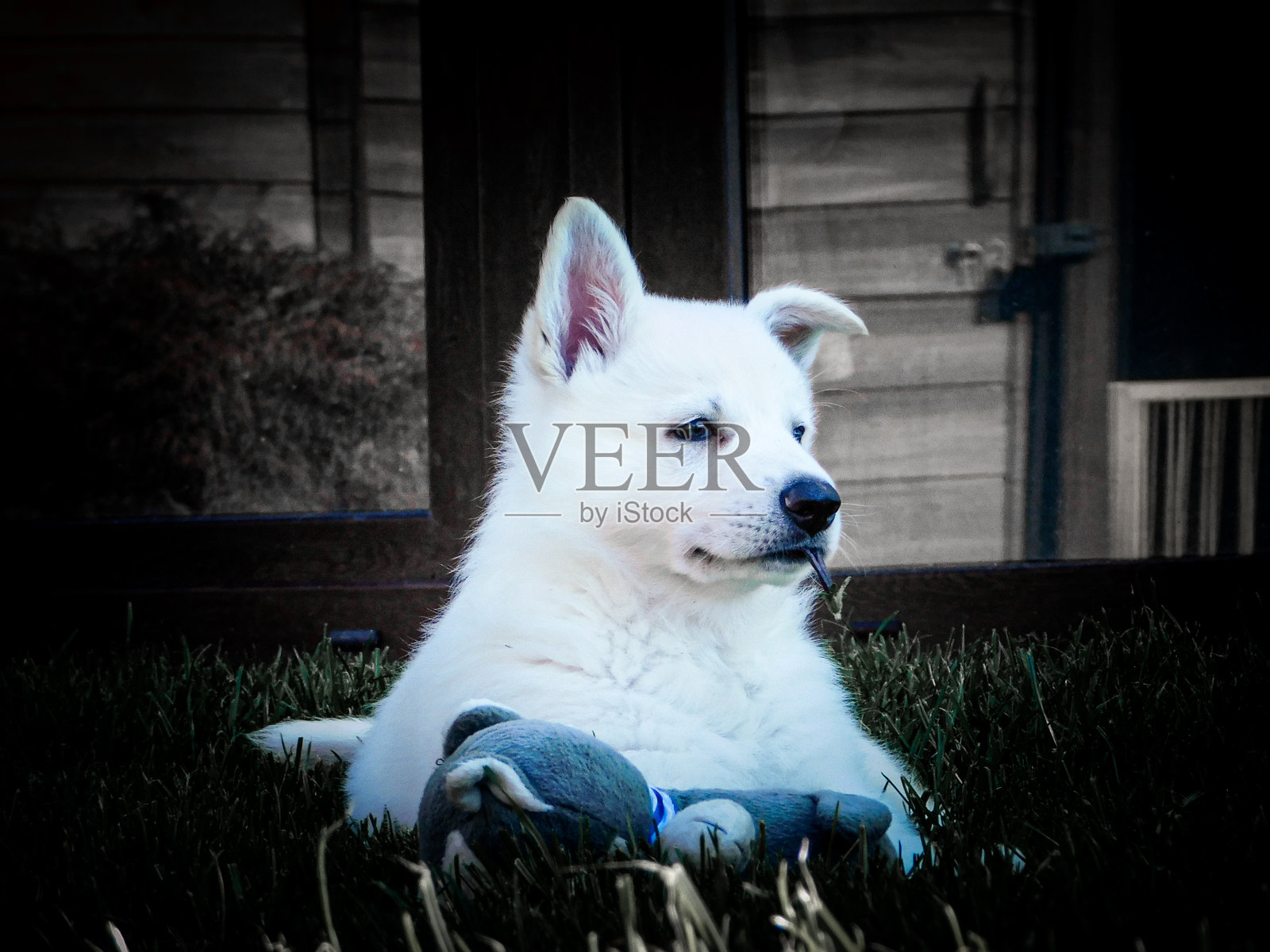 可爱的白色瑞士牧羊犬小狗照片摄影图片