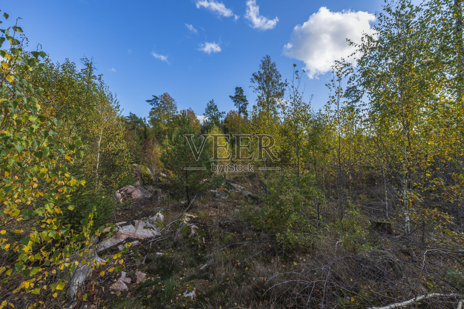 美丽的秋景岩石自然景观在森林。高高的绿色松树在蓝天的背景下。令人惊叹的自然景观背景。瑞典。照片摄影图片