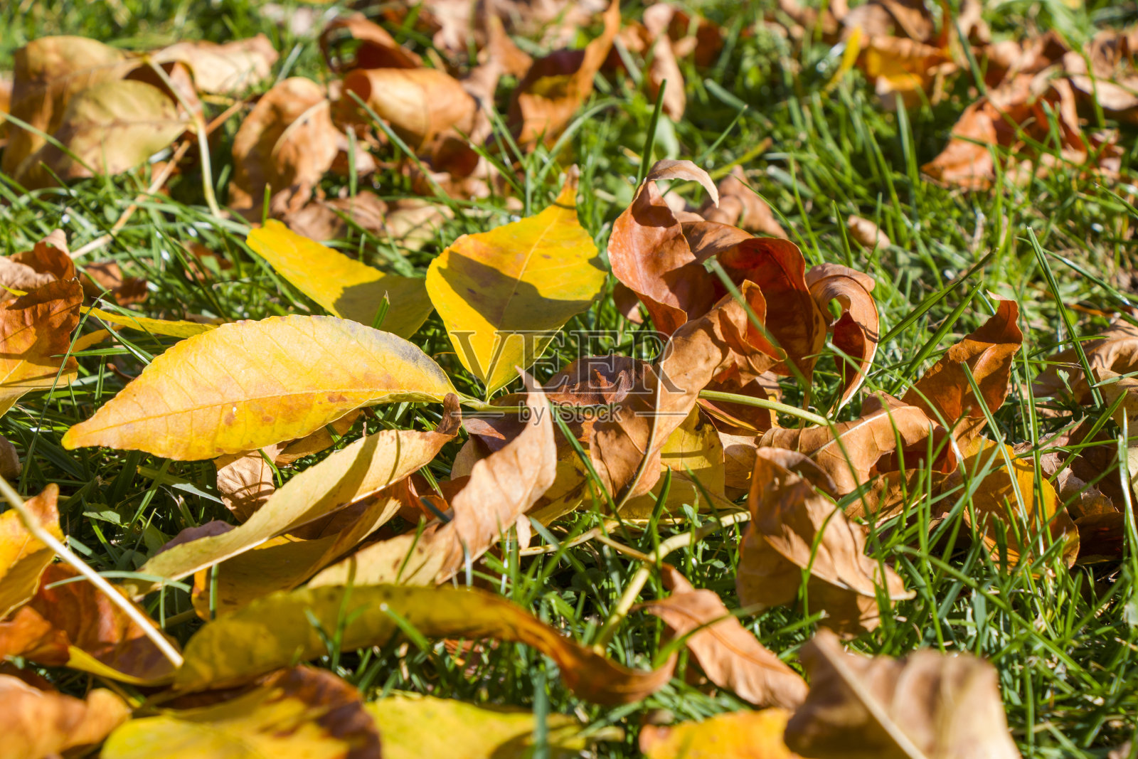 秋天，黄叶落在田野和草地上。秋天的树叶在公园里。照片摄影图片
