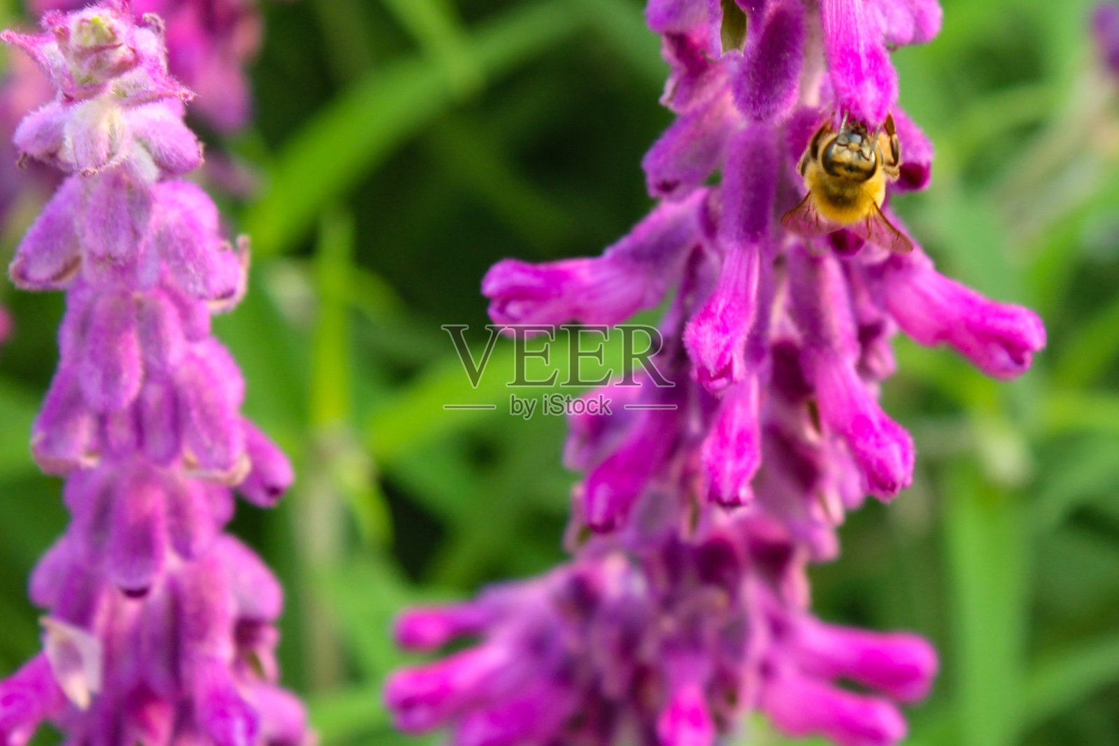 一个蜜蜂收集鼠尾草花花粉的特写照片摄影图片