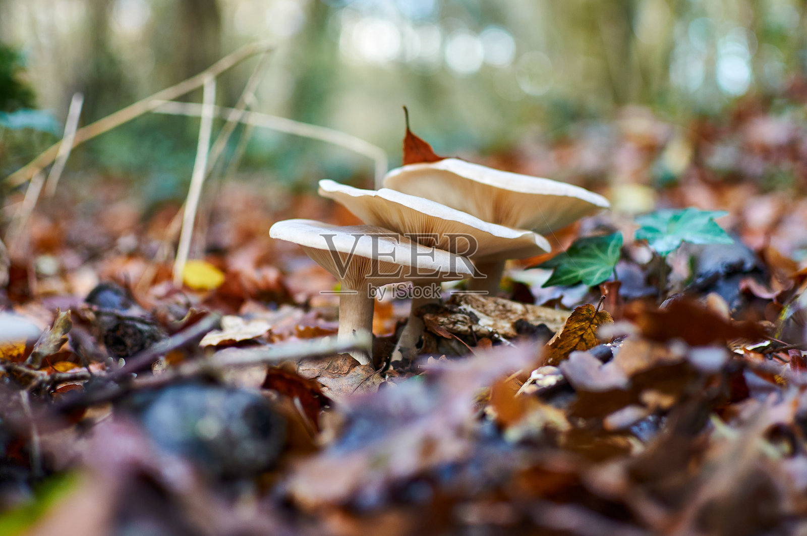 蘑菇在秋天生长在森林里照片摄影图片