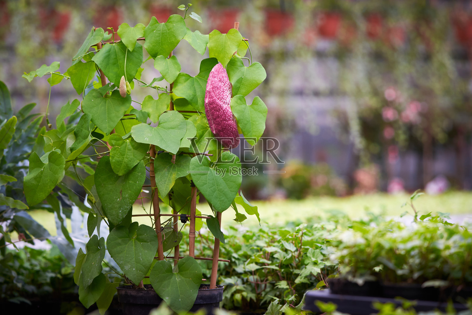 马兜铃littoralis植物照片摄影图片