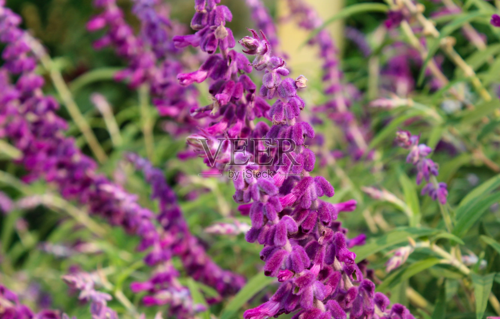 紫色的鼠尾草花照片摄影图片