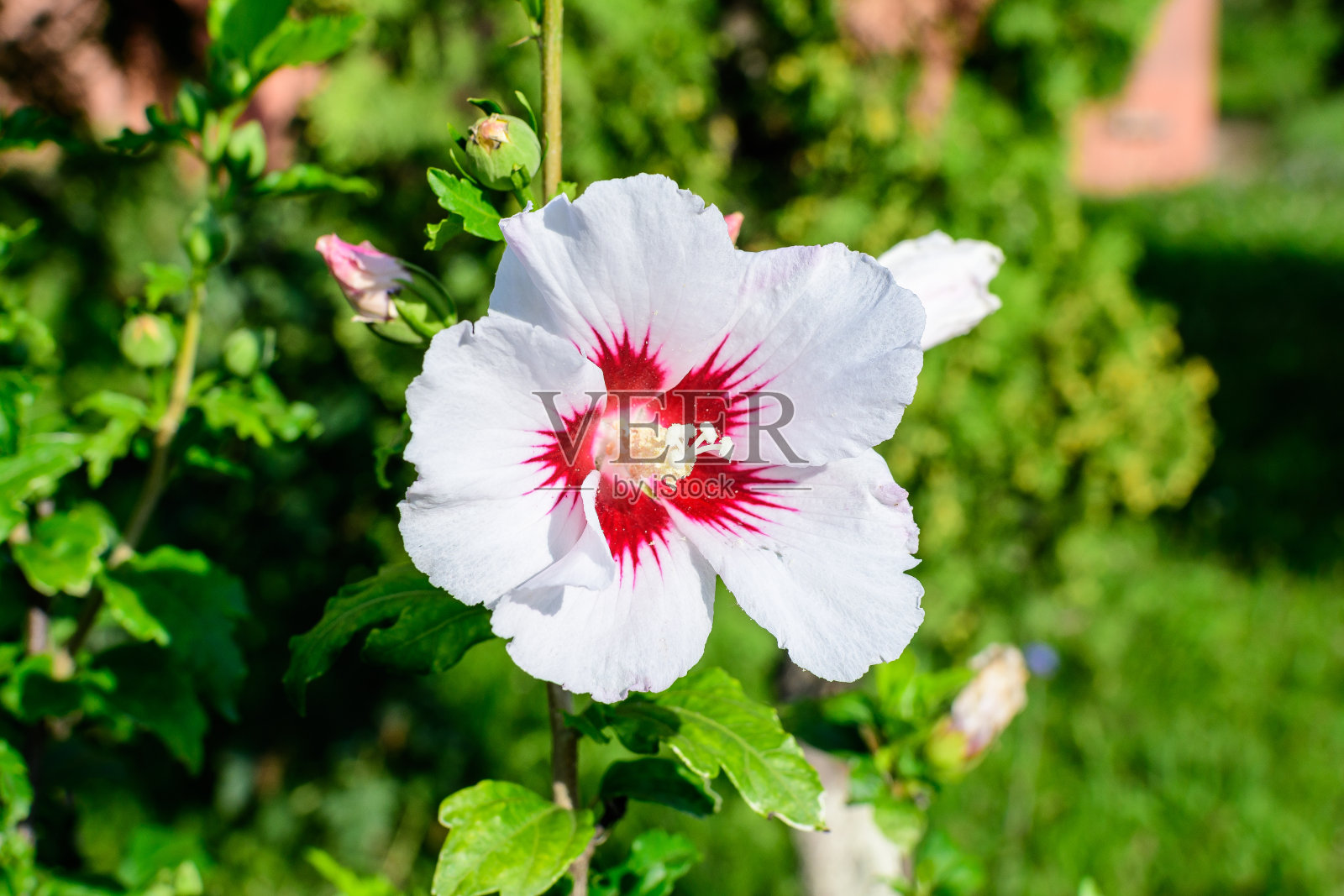 白色娇嫩的山茱萸树，俗称乌沙、库沙、中国、韩国和日本山茱萸，和绿色的叶子在一个阳光明媚的春天花园美丽的户外花卉背景照片摄影图片