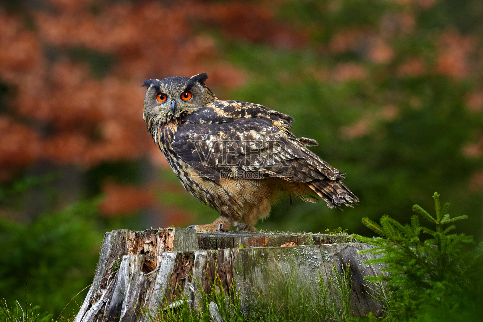 欧亚鹰鸮，Bubo Bubo，坐在树干上，野生动物照片在森林与橙色的秋天，德国。32、鸟在林中，野生自然界第一雪。照片摄影图片