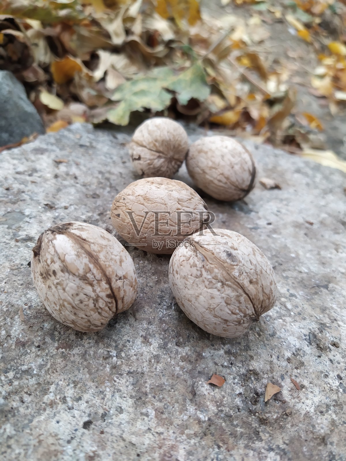 新鲜的核桃照片摄影图片
