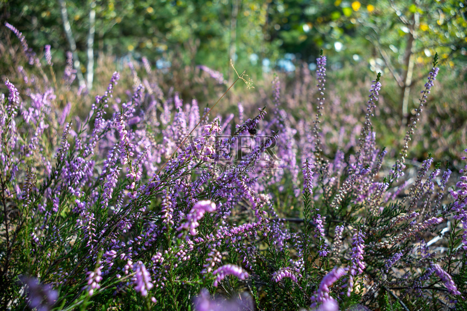 绿色的肺北布拉班特，粉红色的花石南植物在肯彭森林九月，荷兰照片摄影图片