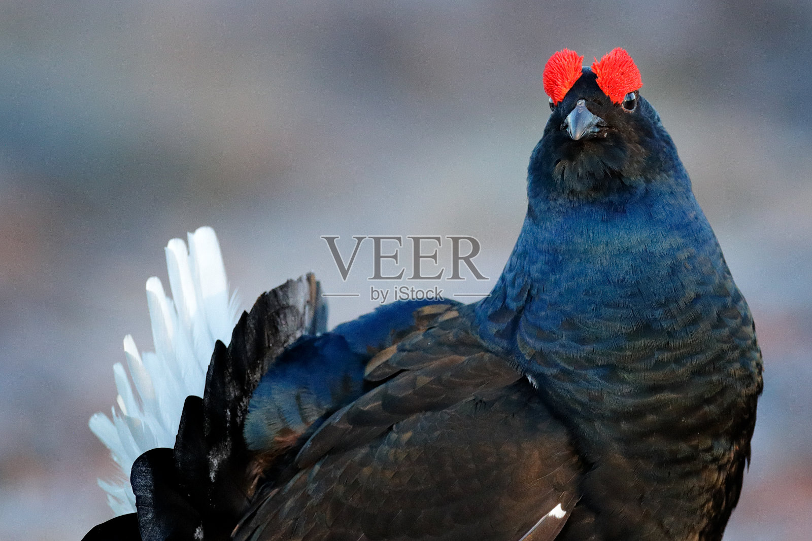 瑞典的野生动物。松树上的黑松鸡。波兰沼泽地里的松鸡。春天是大自然交配的季节。来自北欧的野生动物景象。有红色羽冠的黑鸟照片摄影图片