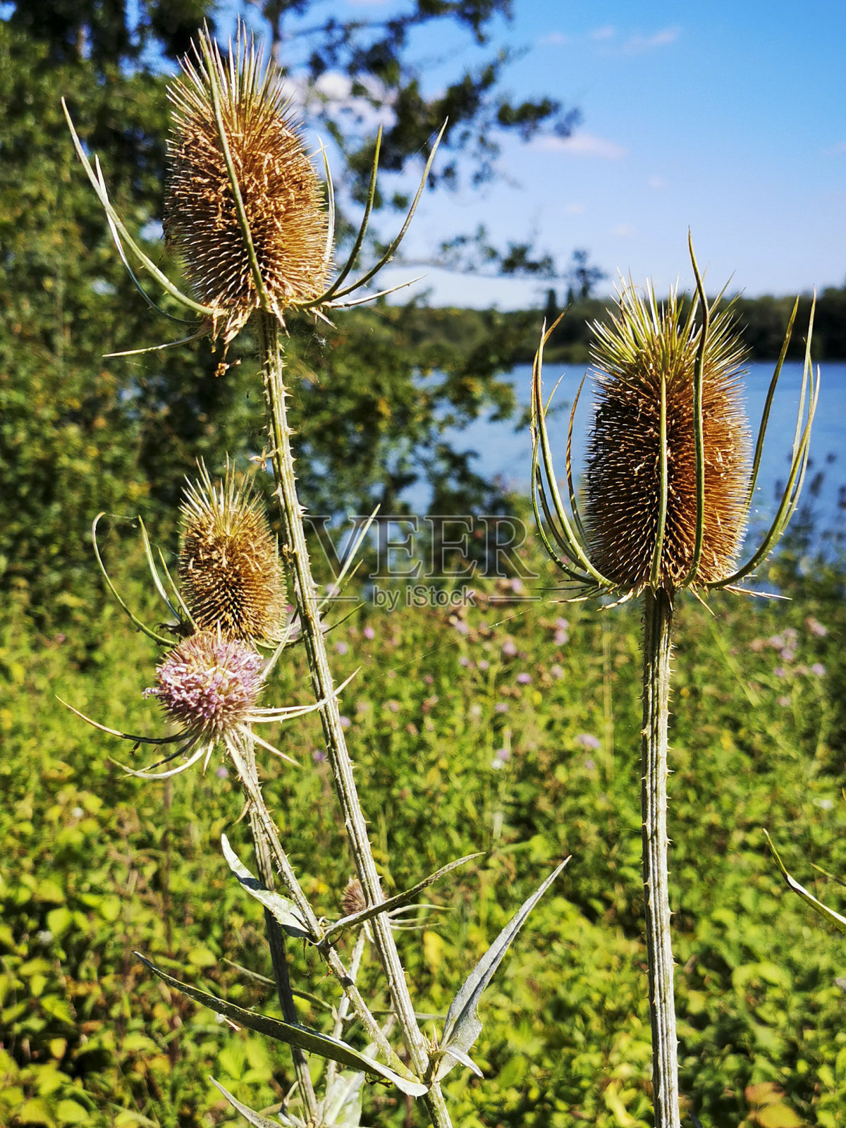 湖边有野生植物照片摄影图片