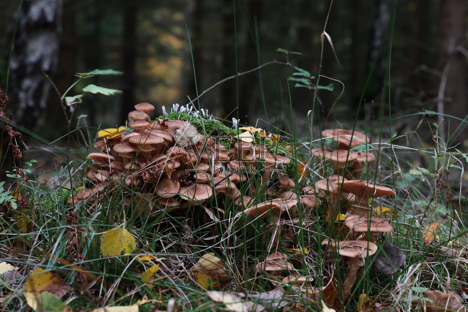 秋天的蘑菇生长在森林的一个树桩上照片摄影图片