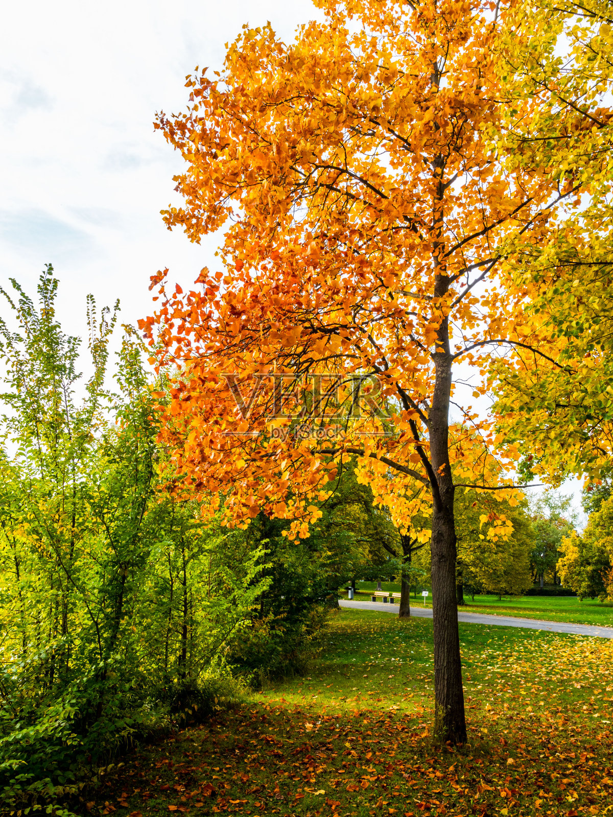 秋天的树在公园里照片摄影图片