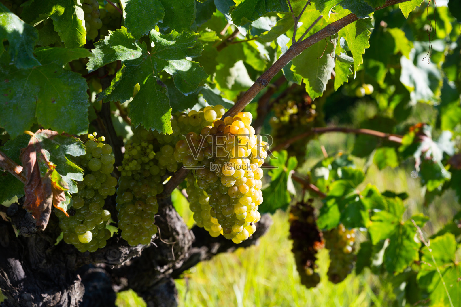 葡萄藤上挂着成熟的白葡萄照片摄影图片