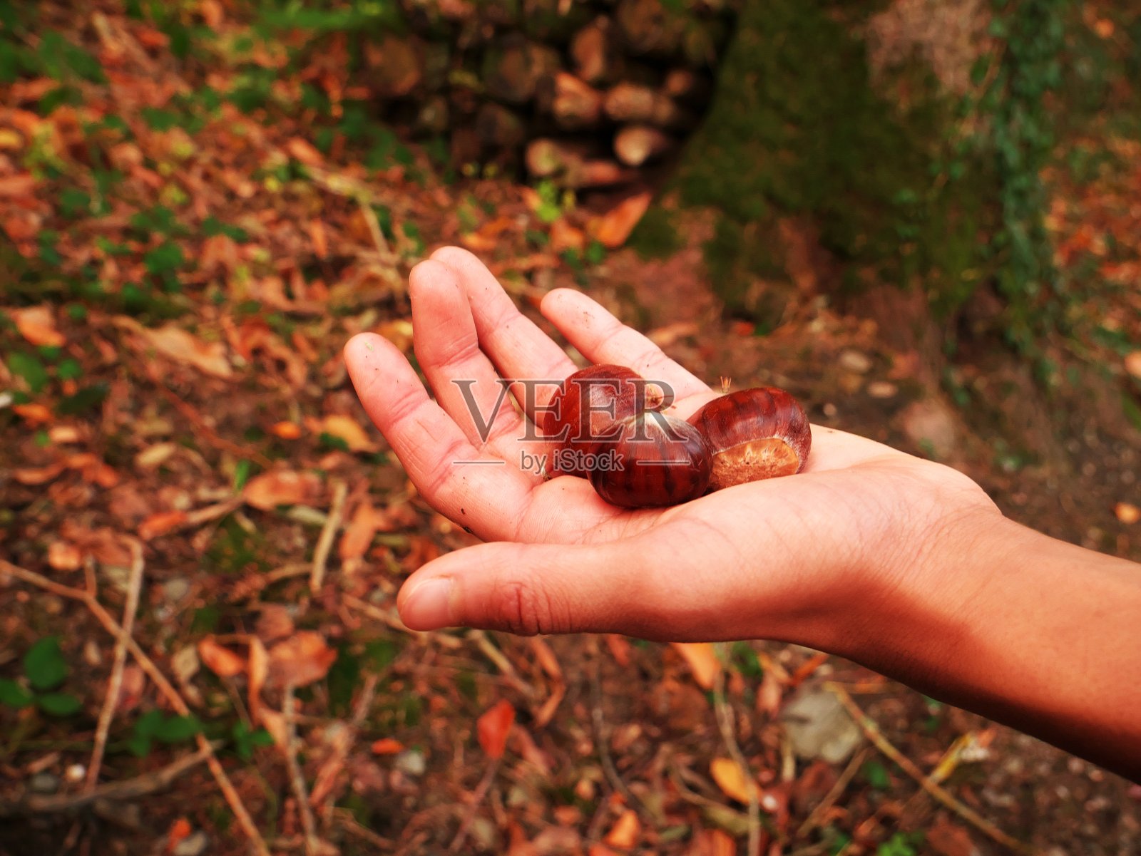 孩子们手中的新鲜栗子照片摄影图片