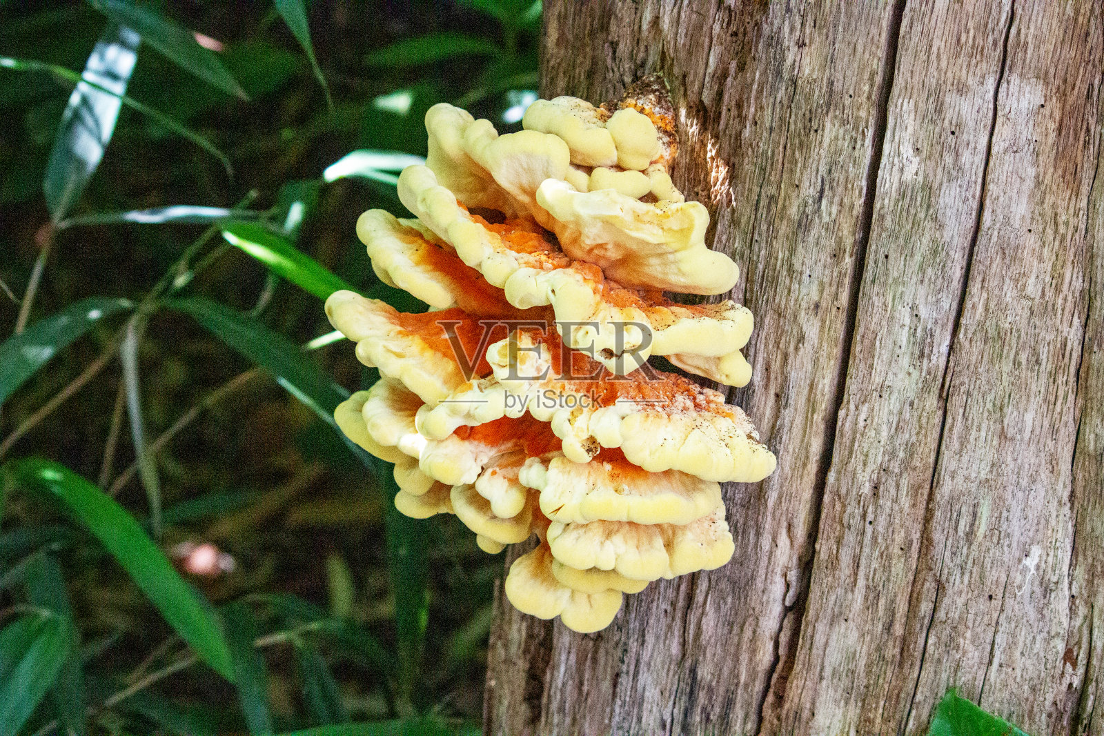 幼小的，多汁的可收集的果实，在树林的一个死树干上的蟹，硫照片摄影图片