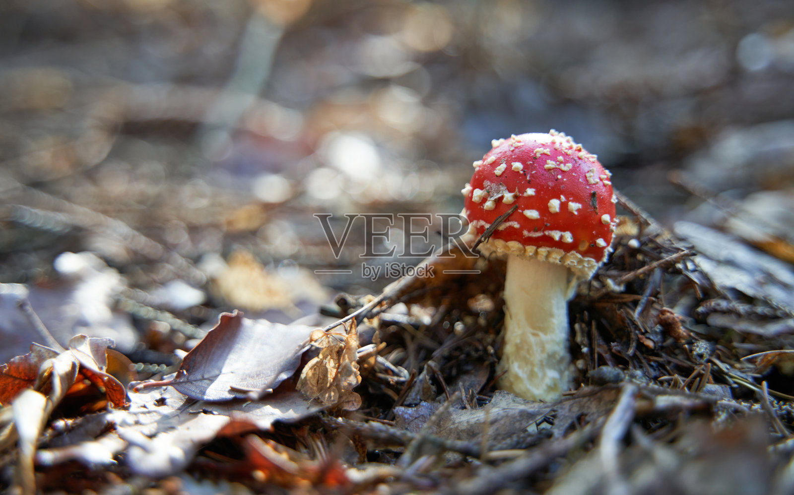 秋天森林里蝇蘑菇的特写照片摄影图片