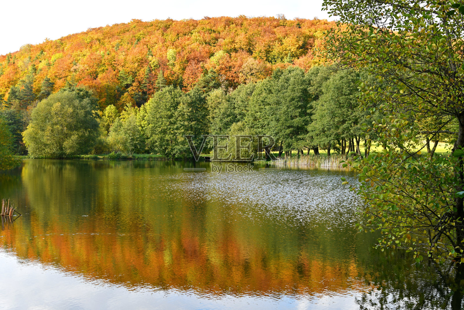 五彩缤纷的秋林映在水面上照片摄影图片