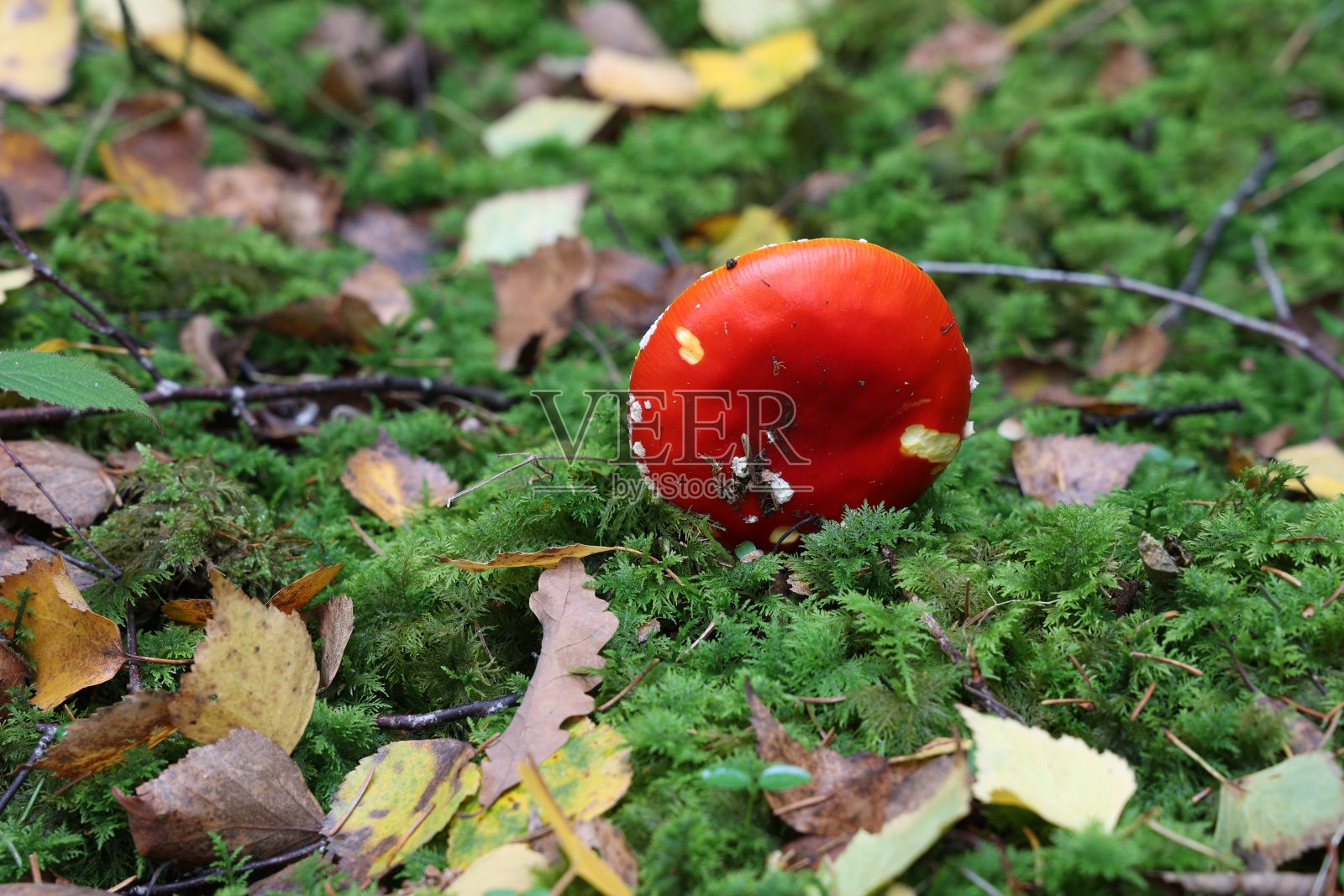 森林里白毒伞蘑菇的特写照片摄影图片