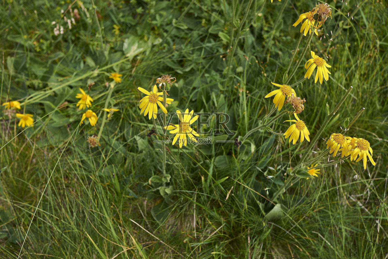 蒙大拿山金车照片摄影图片