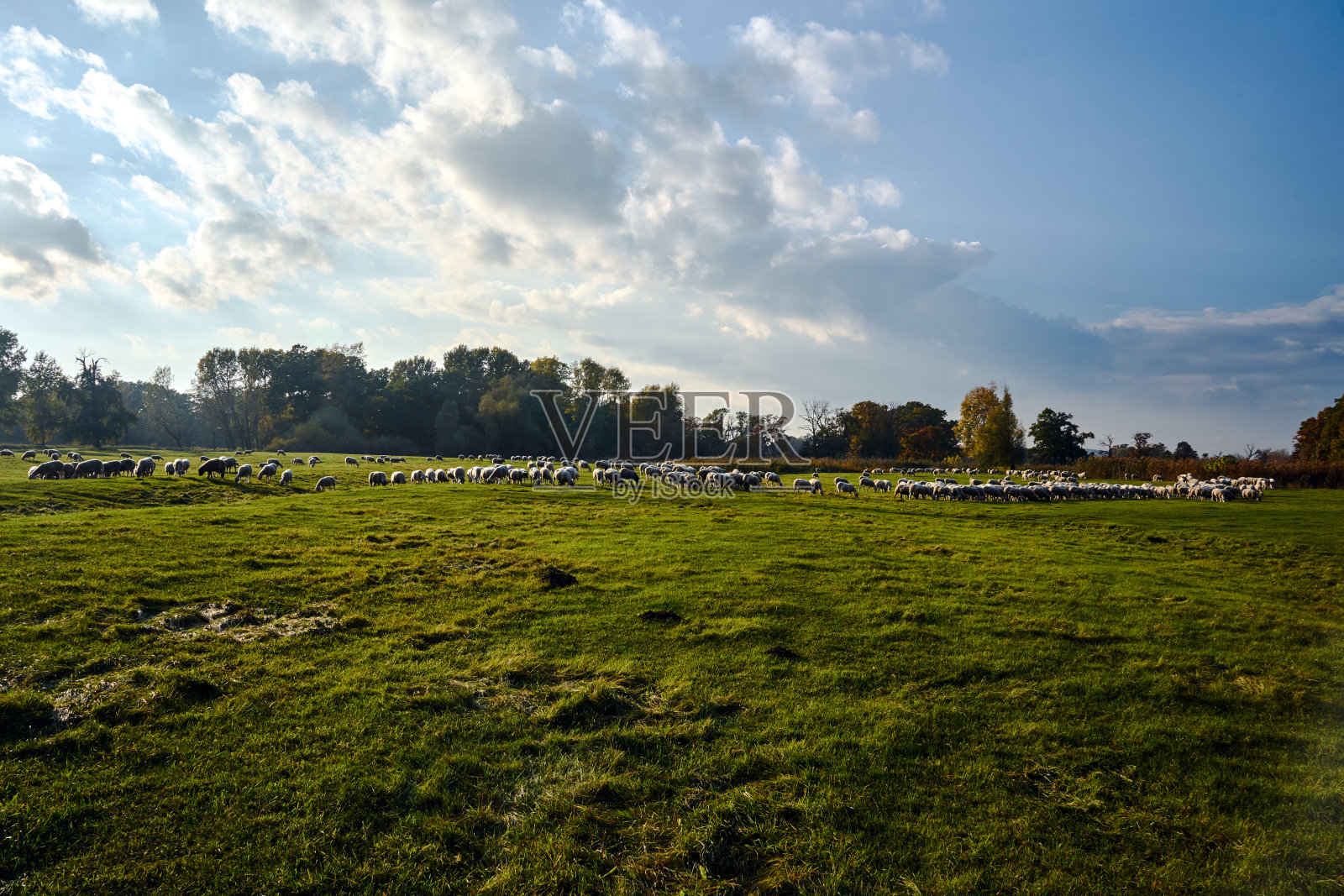 一群绵羊在瓦尔塔河回水区的草地上吃草照片摄影图片