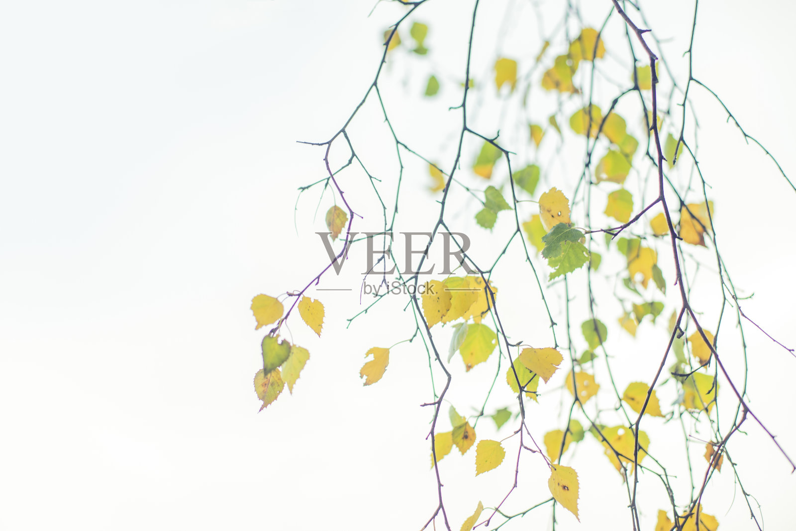 杨树在秋天长叶照片摄影图片