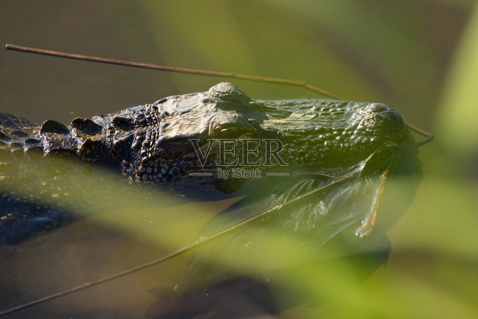 鳄鱼会带走食物照片摄影图片