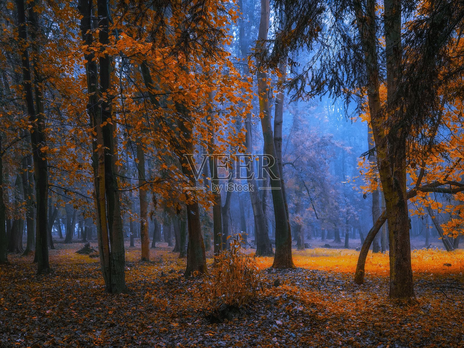 在早晨的森林里，树上的黄色和橙色的叶子。照片摄影图片