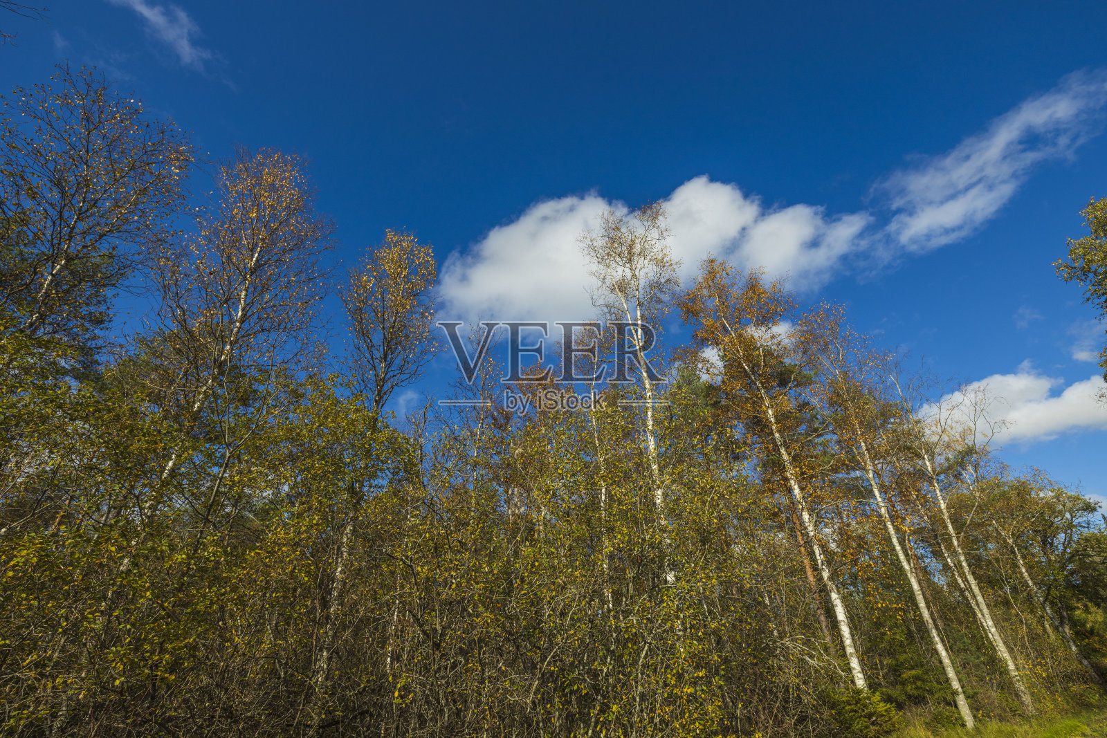 美丽的景色在秋天彩色的树顶在蓝天的背景。华丽的自然背景。照片摄影图片