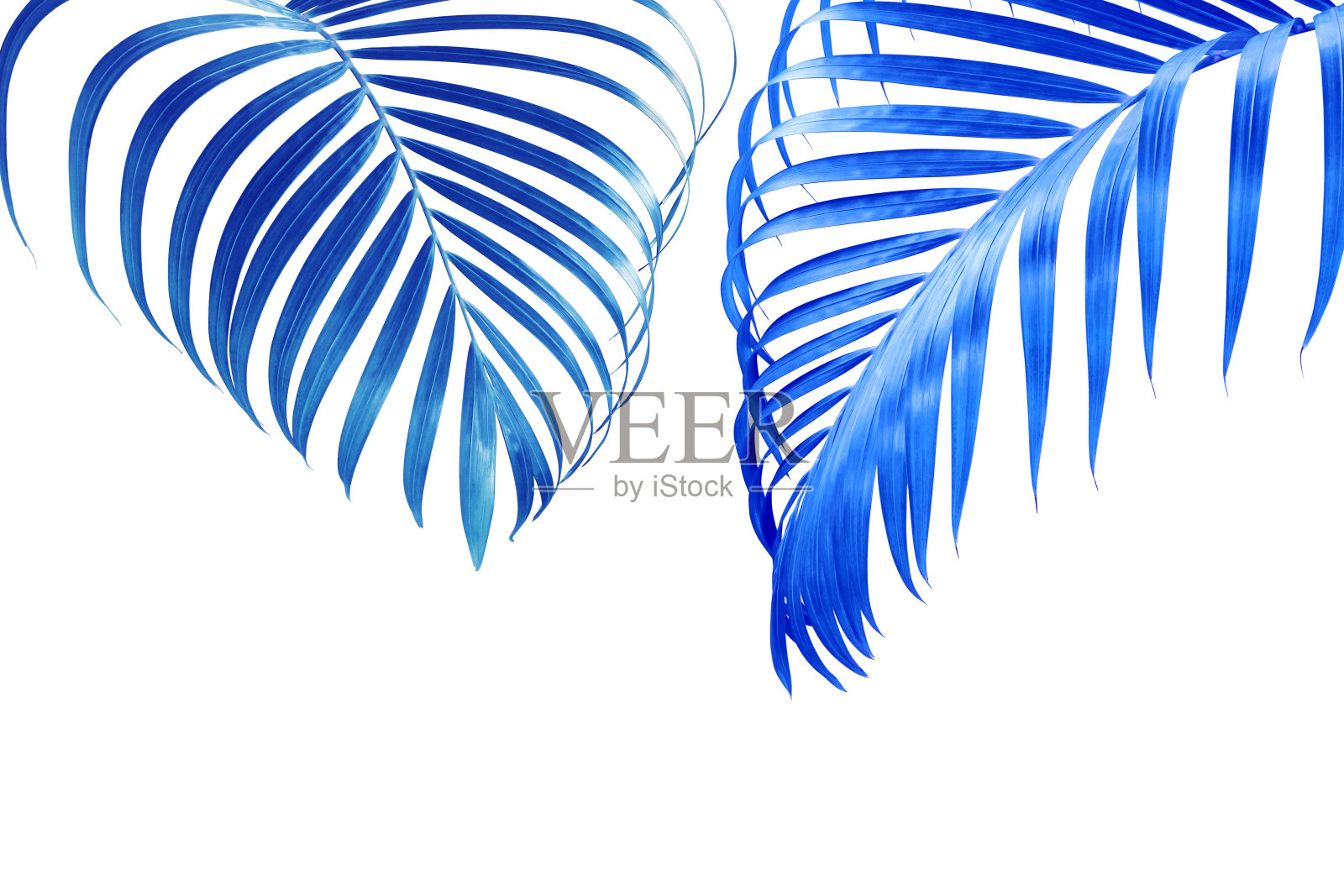 热带棕榈叶在蓝色调孤立在白色背景与剪切路径照片摄影图片