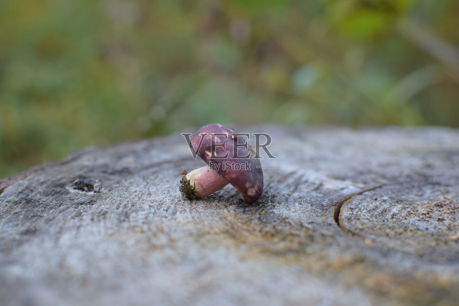 树桩上孤独的蘑菇照片摄影图片