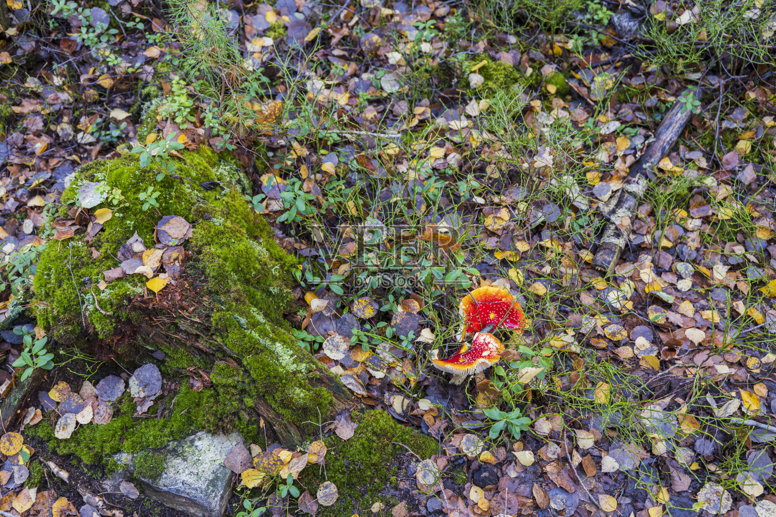 观赏红蘑菇在秋季森林景观背景。美丽的自然背景。照片摄影图片