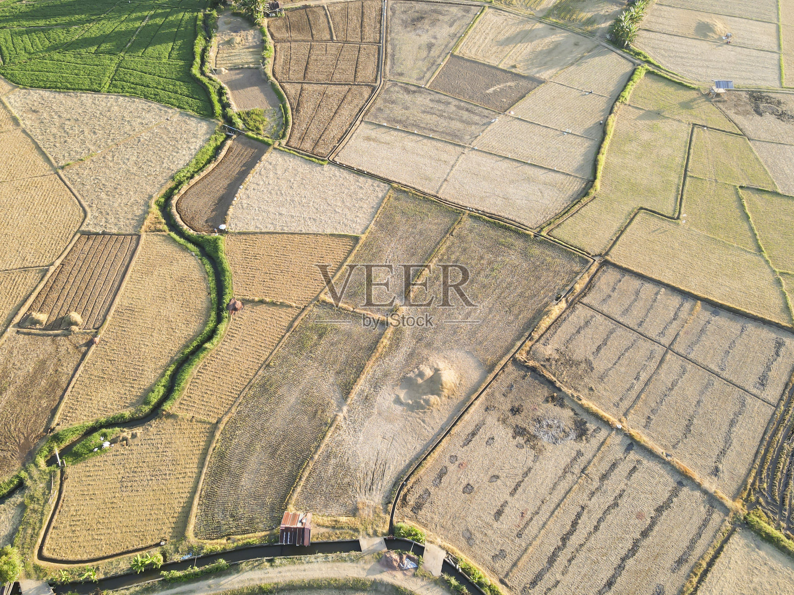 稻田里正在收割照片摄影图片