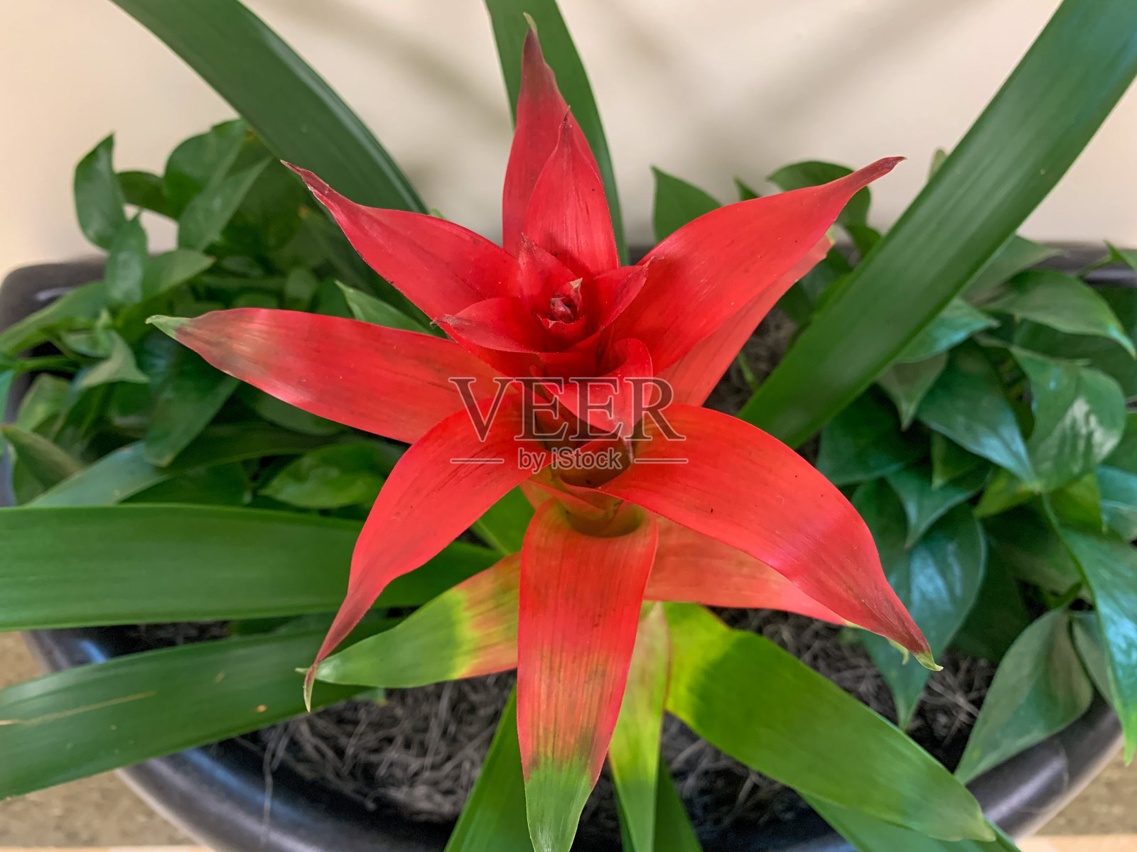 古斯曼尼亚舌花的照片照片摄影图片