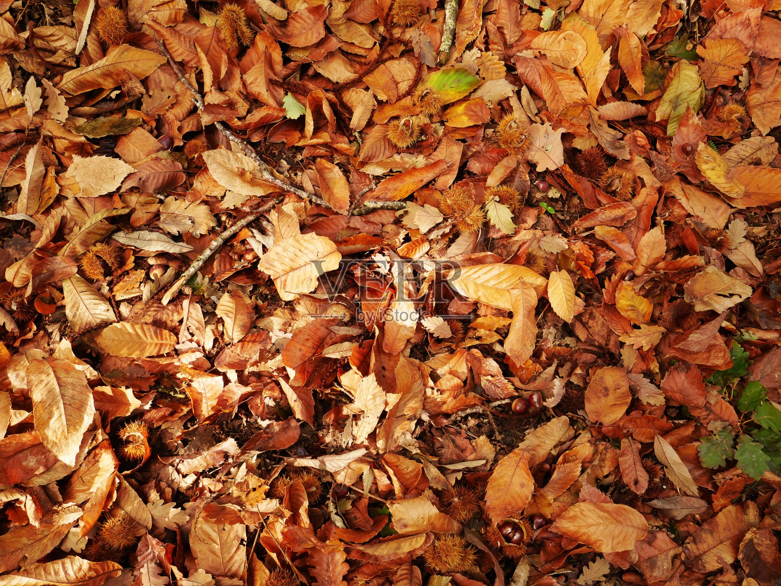 背景秋叶在森林里。俯视图照片摄影图片